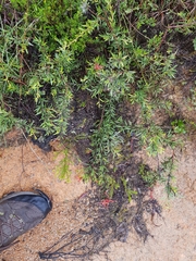 Grevillea juniperina