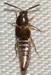 Oxypoda acuminata