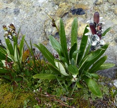Primula megalocarpa