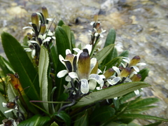 Primula megalocarpa