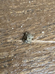 Cyrtocoris