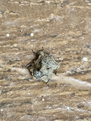 Cyrtocoris