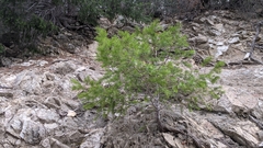 Pseudotsuga macrocarpa