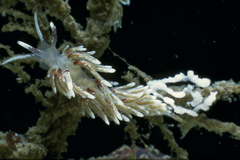 Rubramoena rubescens