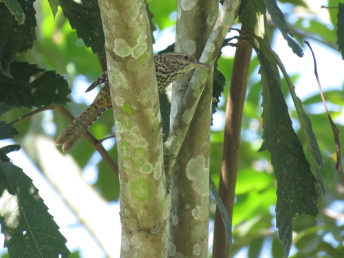 Band-backed Wren (Campylorhynchus zonatus), photo 8