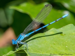 Argia anceps