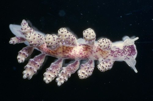 Crowned Seaslug