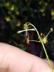 Buckleria paludum
