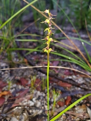 Genoplesium filiforme