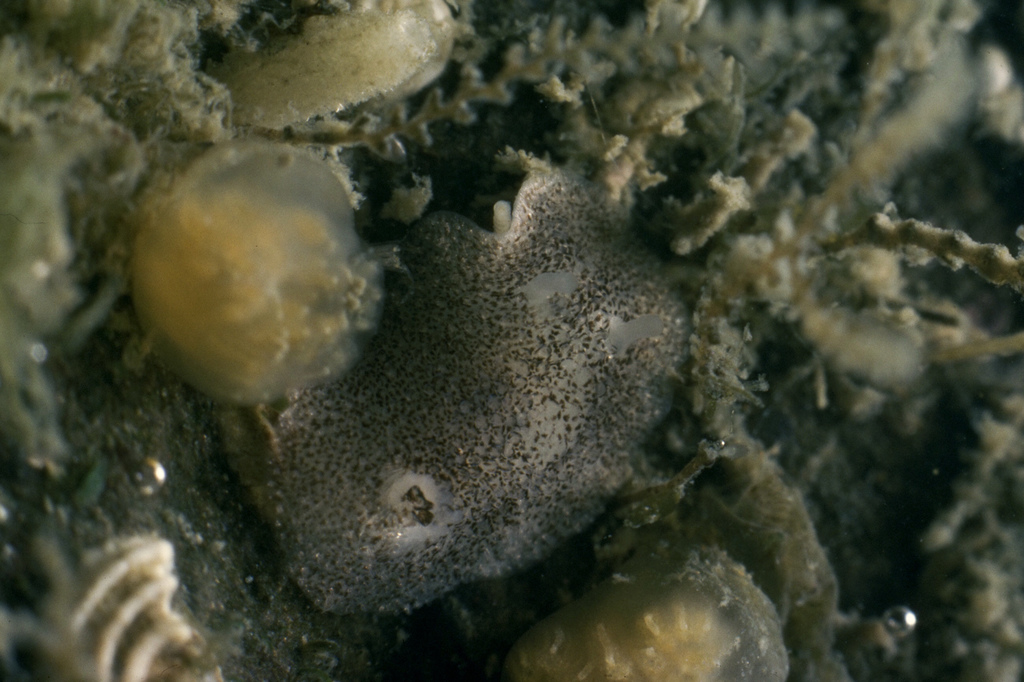 Atalodoris pusilla