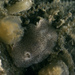 Atalodoris pusilla - Photo (c) Bernard Picton, μερικά δικαιώματα διατηρούνται (CC BY), uploaded by Bernard Picton