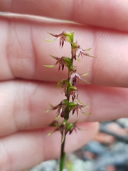 Genoplesium filiforme