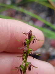 Genoplesium filiforme