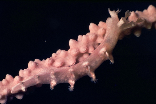 Candiella odhneri