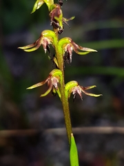 Genoplesium filiforme