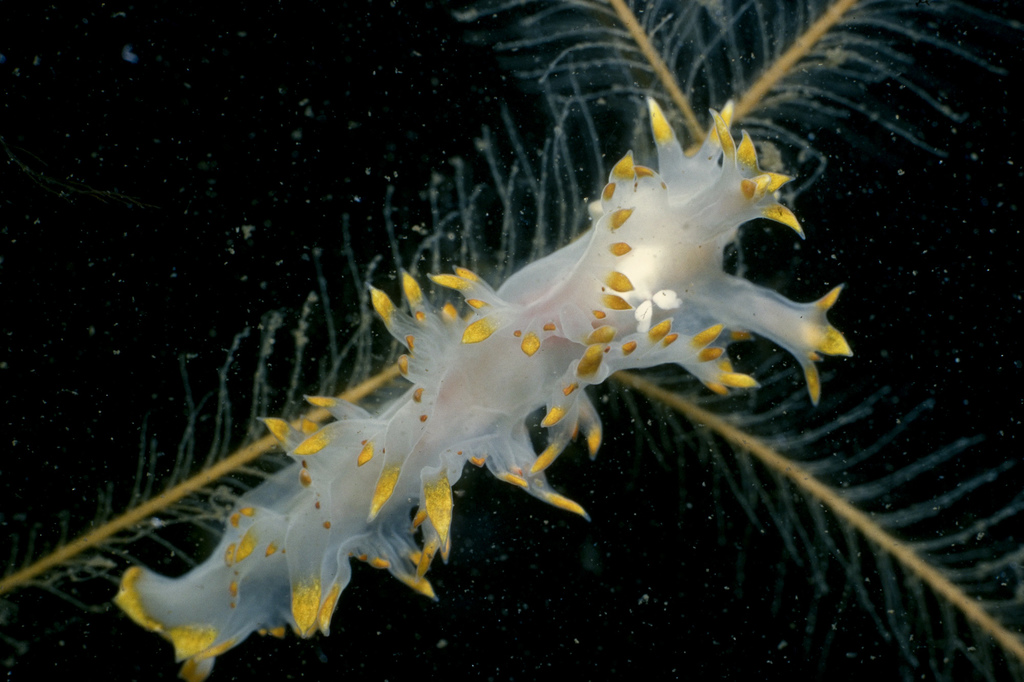 Lomanotus genei