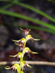 Genoplesium filiforme