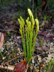 Schizaea