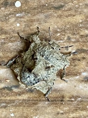 Cyrtocoris