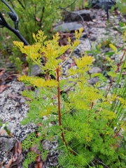 Petrophile canescens