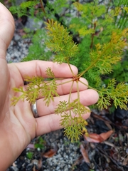 Petrophile canescens