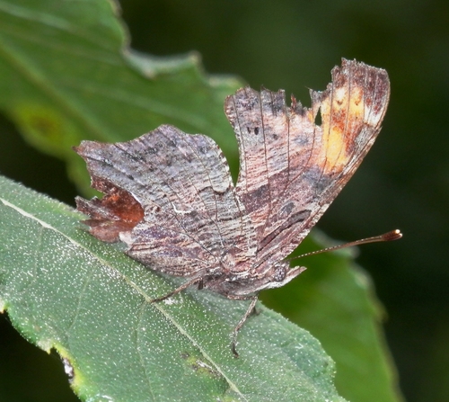 Gray Comma