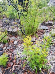 Petrophile canescens