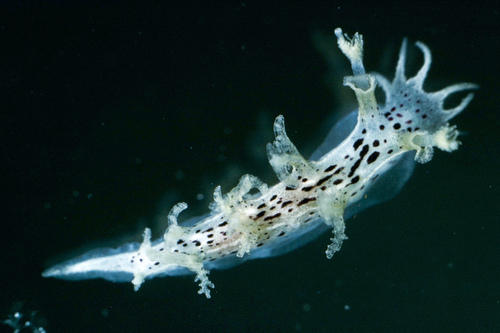 Candiella manicata