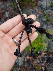 Petrophile canescens