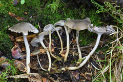 Cuphophyllus basidiosus