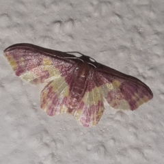 Lophosis labeculata