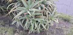 Aloe