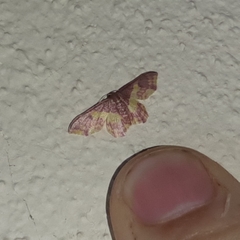 Lophosis labeculata