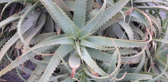 Aloe