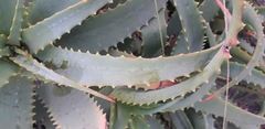 Aloe