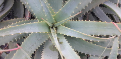 Aloe