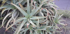 Aloe