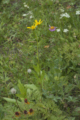 Senecio kolenatianus