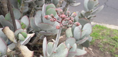 Cotyledon