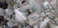 Cotyledon