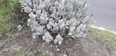 Cotyledon
