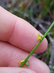 Stackhousia muricata