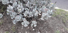 Cotyledon