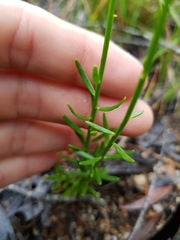 Stackhousia muricata