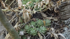 Sedum ebracteatum