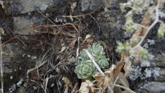Sedum ebracteatum