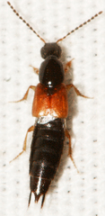 Philonthus rufulus