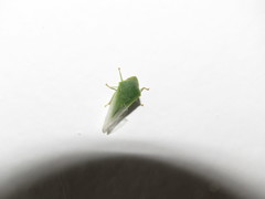 Proranus