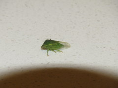 Proranus