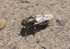 Odontomyia pubescens